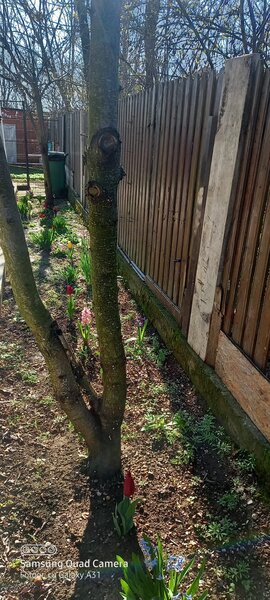Giurgiu, Mihailesti, sat Popesti,